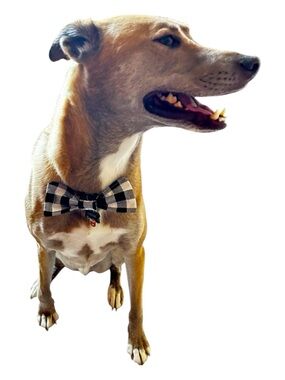 Hand Crafted Black Plaid Dog Bow Tie Cotton Collar Attachable 6” Accessory